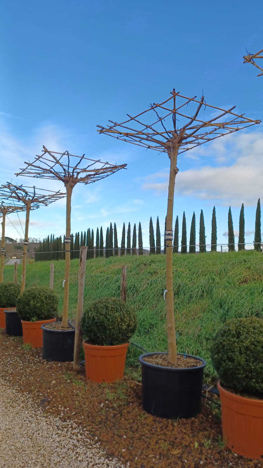 garden design